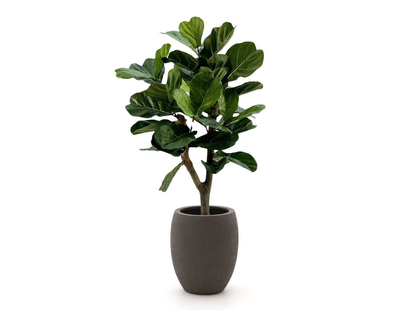 Designplants/Luca Lifestyle Lyrata Y Kunstbaum (h:130 cm) mit Terreno Tall Balloon Blumentopf