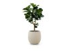 Designplants/Luca Lifestyle Lyrata Y Kunstbaum (h:170 cm) mit Bordo Tall Balloon Blumentopf