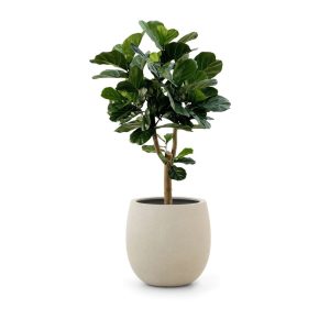 Designplants/Luca Lifestyle Lyrata Y Kunstbaum (h:170 cm) mit Bordo Tall Balloon Blumentopf