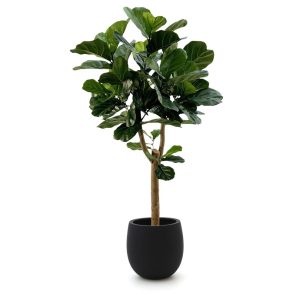 Designplants/Luca Lifestyle Lyrata Y Kunstbaum (h:170 cm) mit Grigio Balloon Blumentopf