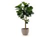 Designplants/Luca Lifestyle Lyrata Y Kunstbaum (h:170 cm) mit Ruvido Organic Blumentopf