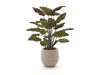Designplants/Luca Lifestyle Red Calathea Makoyana Kunstpflanze (h:60 cm) mit Bordo Balloon Blumentopf