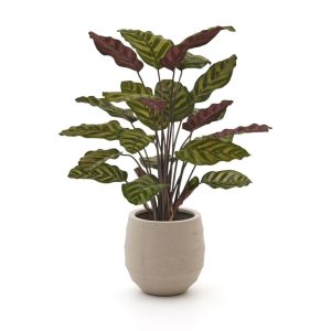 Designplants/Luca Lifestyle Red Calathea Makoyana Kunstpflanze (h:60 cm) mit Bordo Balloon Blumentopf