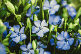 Rasenersatz im Garten nutzen – Welche Alternativen zum Rasen gibt es? – Tipps