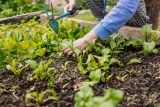 Schädlinge im Hochbeet erkennen & bekämpfen – Tipps